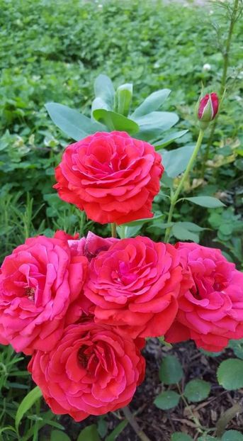 received_469356463610557 - 30iunie2019