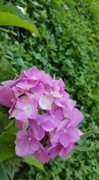 received_470918860146945 - 30iunie2019