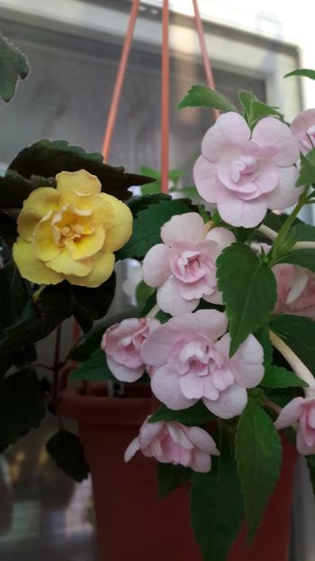 Alexandra & Double pink - 10 Achimenes 2019