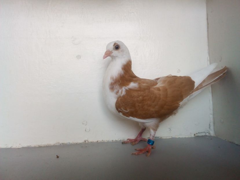 pierdut - PUISORI 2019