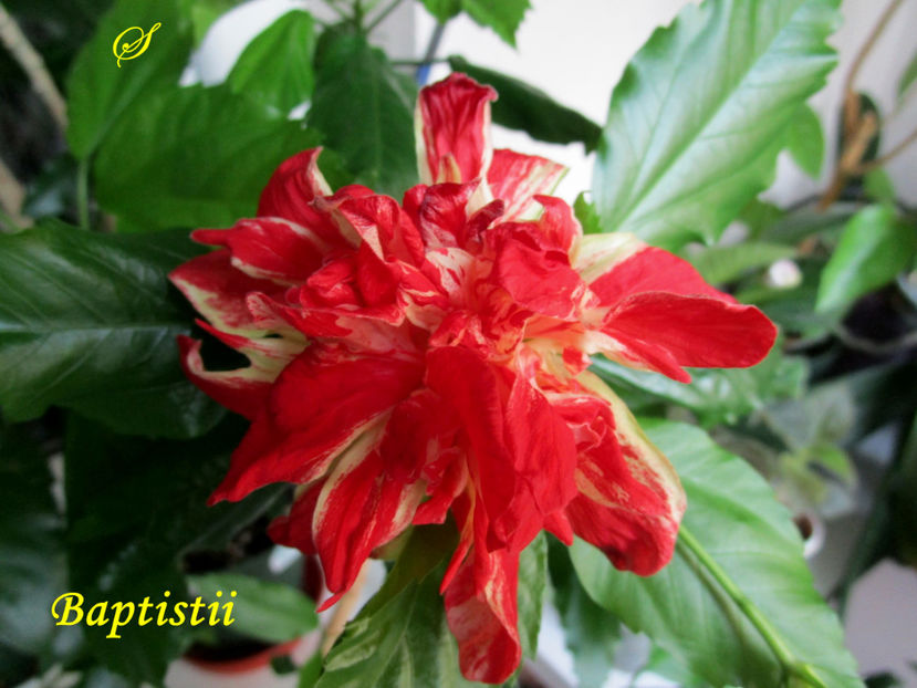 Baptistii 1(5-07-2019) - Hibiscusi 2019