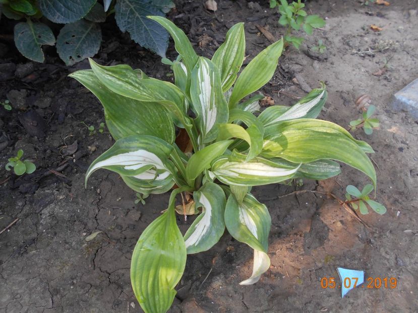  - 2Azalee-rhododendroni-hortensii-hoste 2019