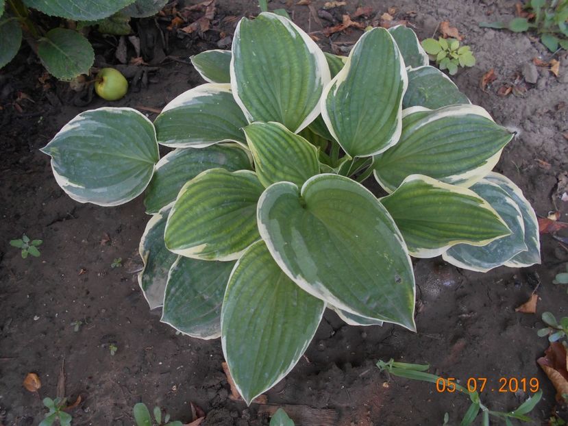  - 2Azalee-rhododendroni-hortensii-hoste 2019