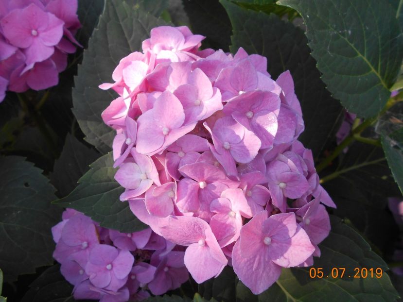  - 2Azalee-rhododendroni-hortensii-hoste 2019