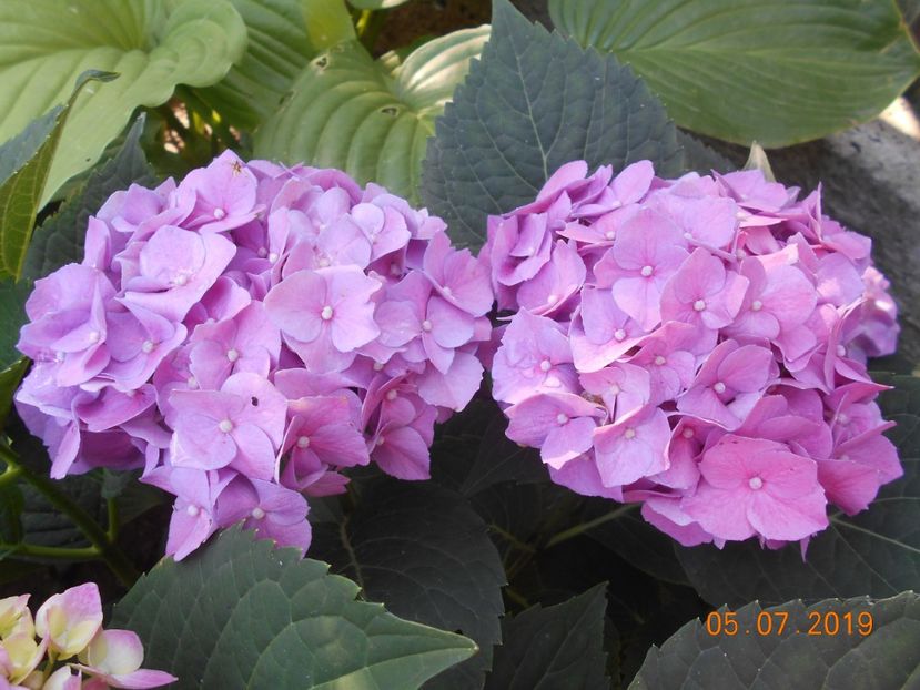  - 2Azalee-rhododendroni-hortensii-hoste 2019