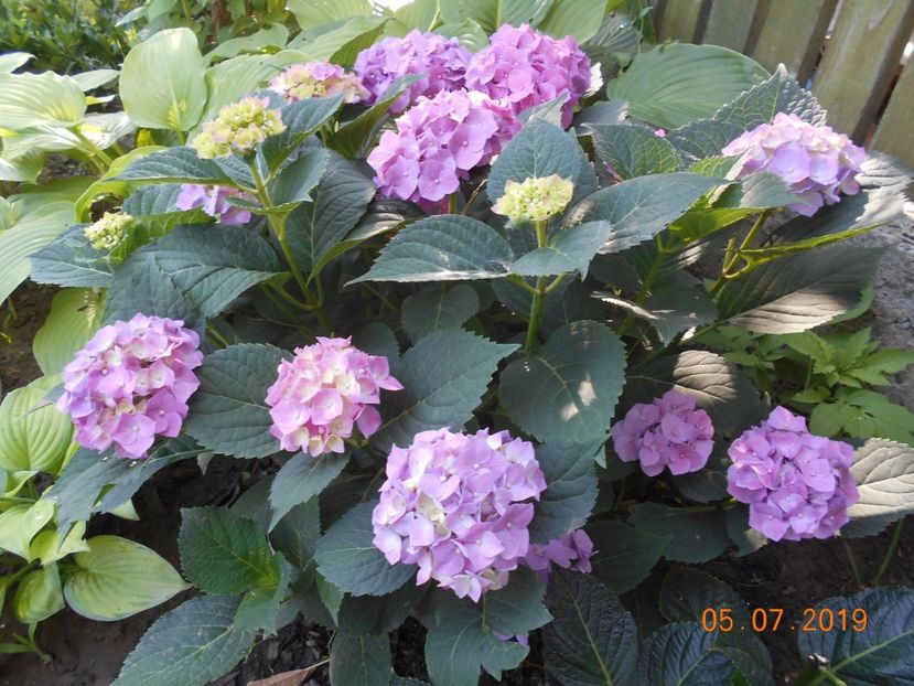  - 2Azalee-rhododendroni-hortensii-hoste 2019