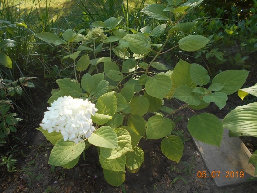  - 2Azalee-rhododendroni-hortensii-hoste 2019