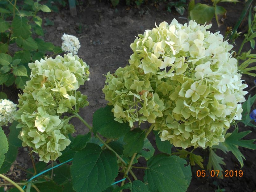  - 2Azalee-rhododendroni-hortensii-hoste 2019