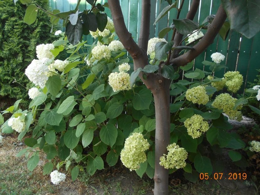  - 2Azalee-rhododendroni-hortensii-hoste 2019