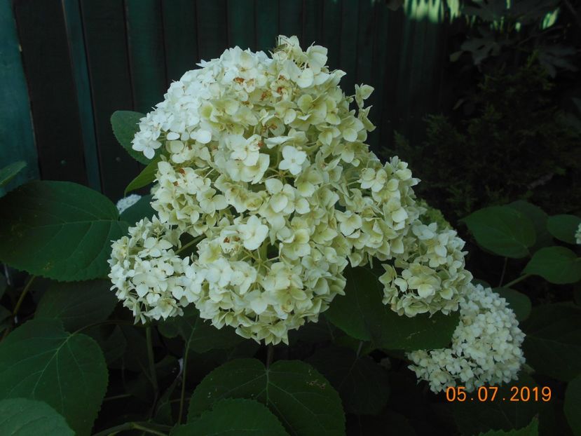  - 2Azalee-rhododendroni-hortensii-hoste 2019