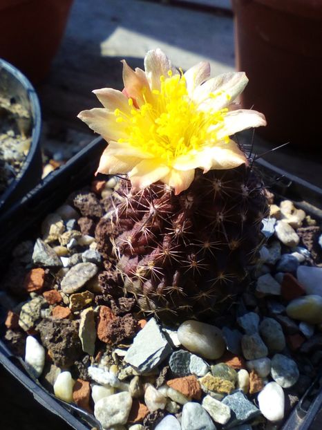  - cactusi 2019