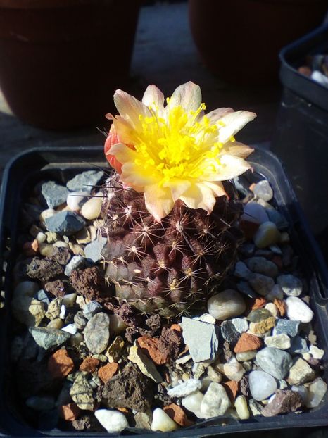  - cactusi 2019