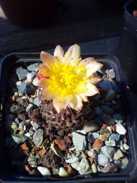  - cactusi 2019