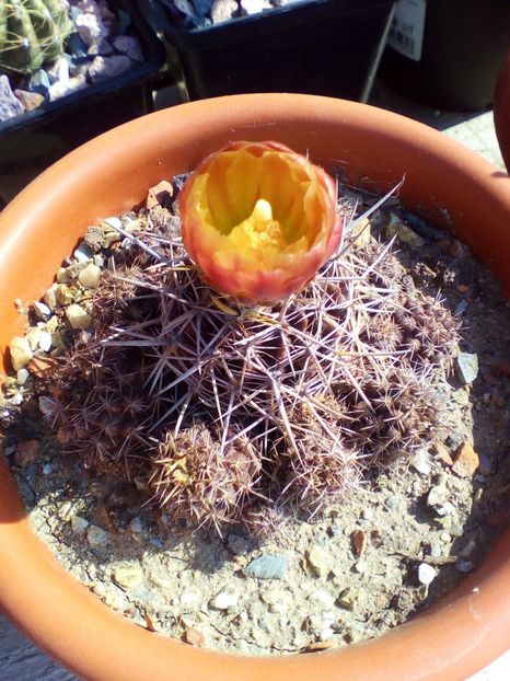  - cactusi 2019