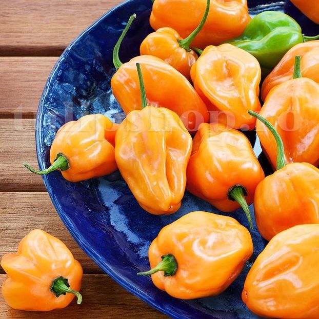 Seminte ardei iute Habanero Orange 50buc. - Seminte legume Dec 2019
