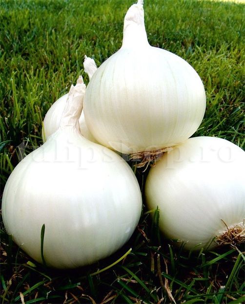 Seminte ceapa Agostana 500buc. - Seminte legume Dec 2019