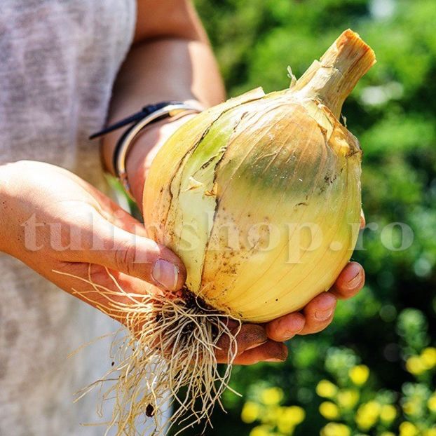 Seminte ceapa Senshyu Yellow 500buc. - Seminte legume Dec 2019