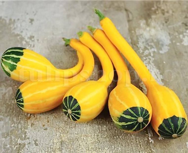Seminte Dovlecei Small Spoon 30buc. - Seminte legume Dec 2019