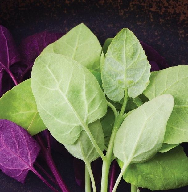 Seminte Loboda Verde 500buc. - Seminte legume Dec 2019