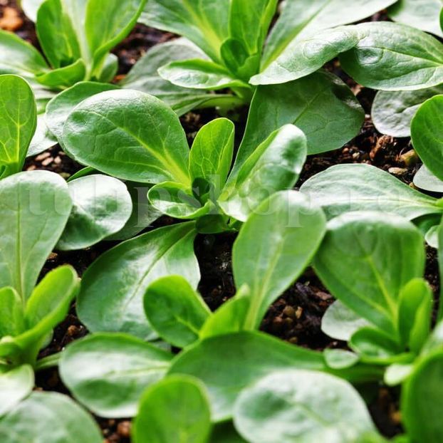 Seminte valeriana Verde de Cambrai 1000buc. - Seminte legume Dec 2019