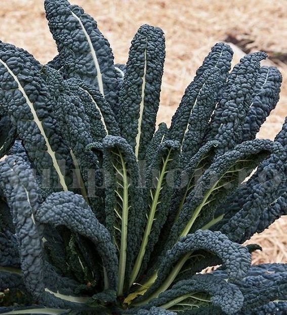 Seminte varza kale Nero di Toscana 500buc. - Seminte legume Dec 2019