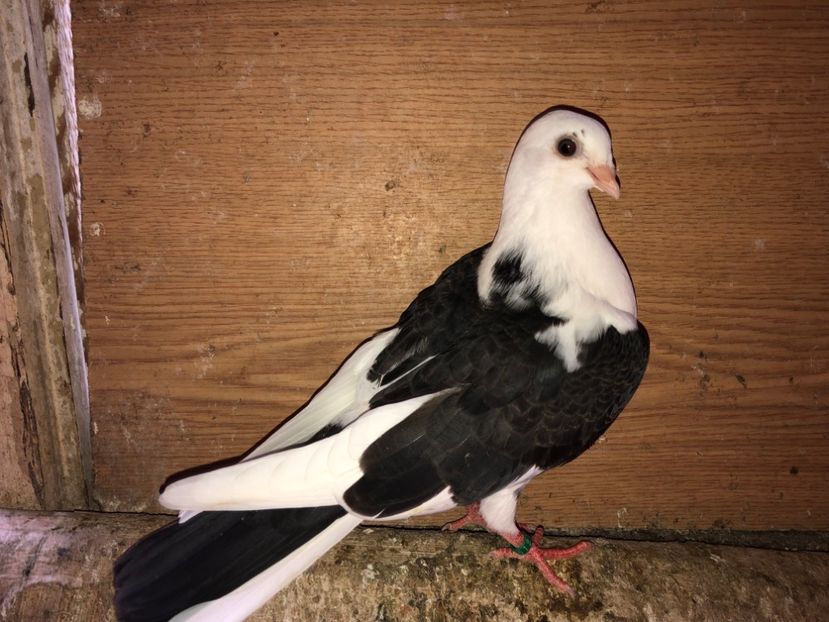 6977  femelă  2019 - Plecați ALBUM 2