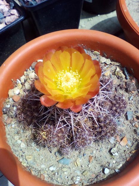  - cactusi 2019