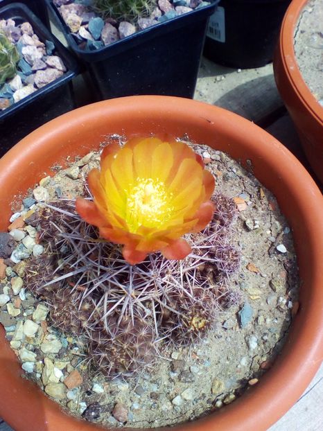  - cactusi 2019