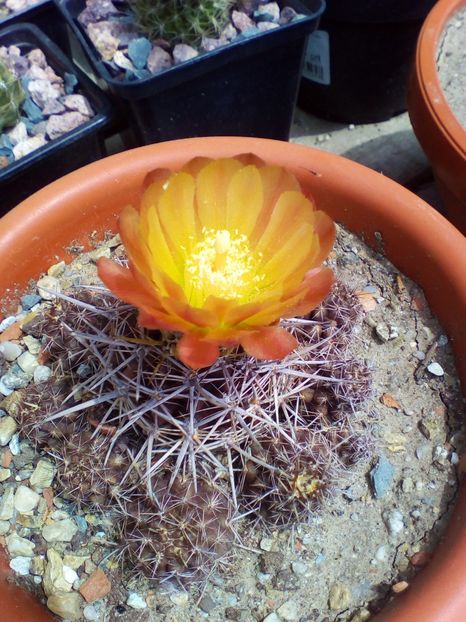  - cactusi 2019