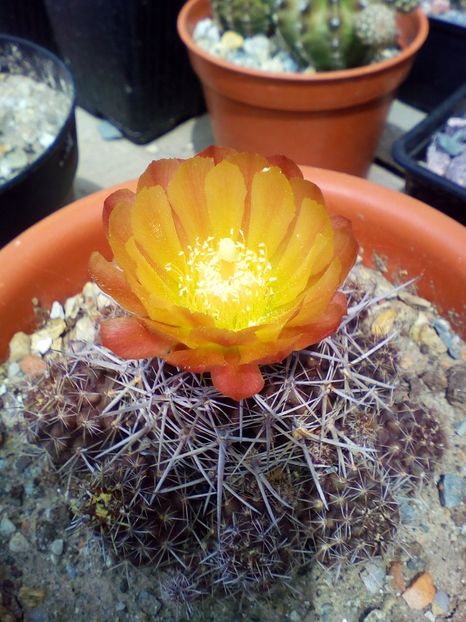  - cactusi 2019