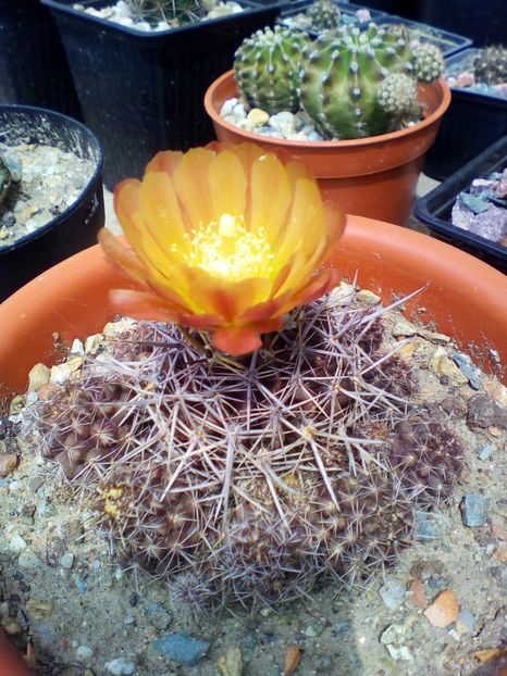  - cactusi 2019