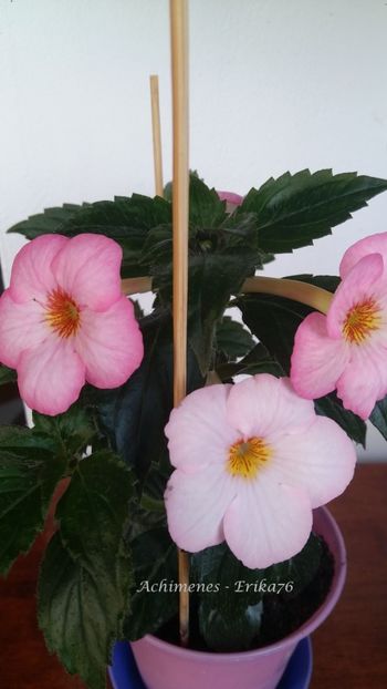  - Christmas Lollypop