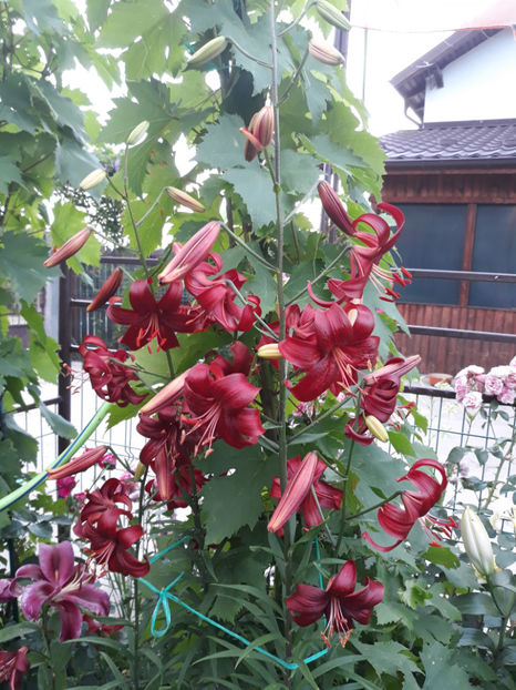  - 1 CASUTA DIN POVESTI SI GRADINA IUNIEI