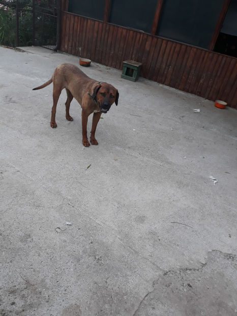  - 1 CATELUSELE NOASTRE