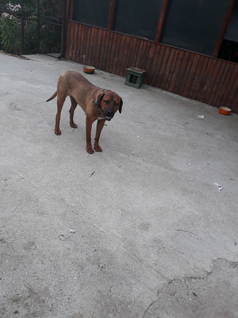  - 1 CATELUSELE NOASTRE