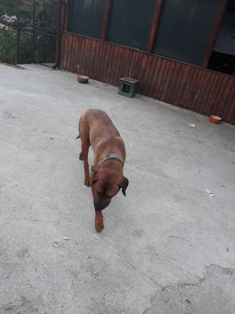  - 1 CATELUSELE NOASTRE