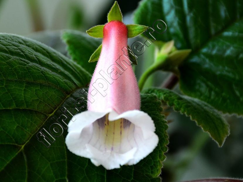 Sinningia Lucis Pink cloud - GLOXINIA_SINNINGIA - Hibrizii mei -My hybrids