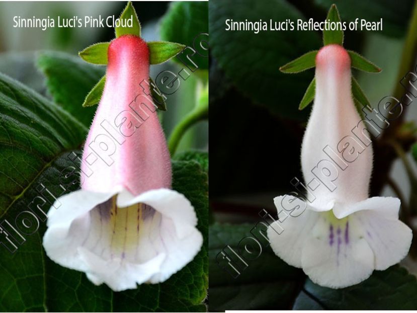 Sinningia Lucis Reflections of Pearl si Pink Could - GLOXINIA_SINNINGIA - Hibrizii mei -My hybrids