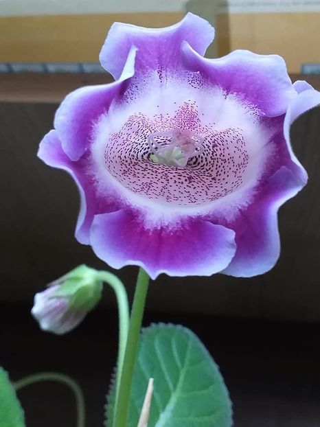 Slipper Movalinda - Gloxinii 2019