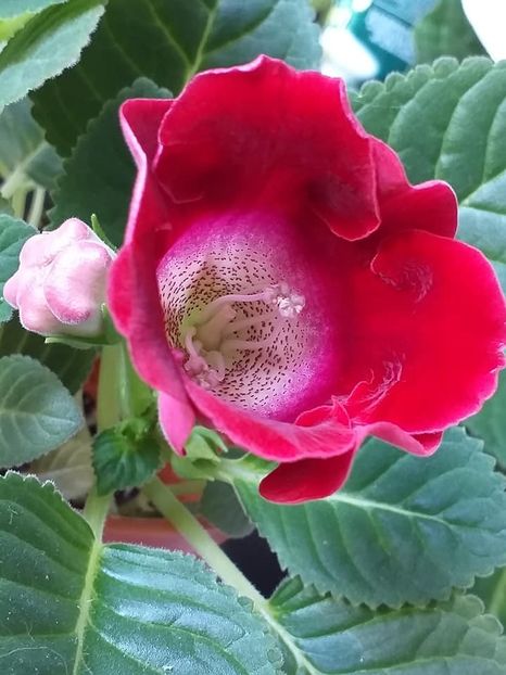  - Gloxinii 2019