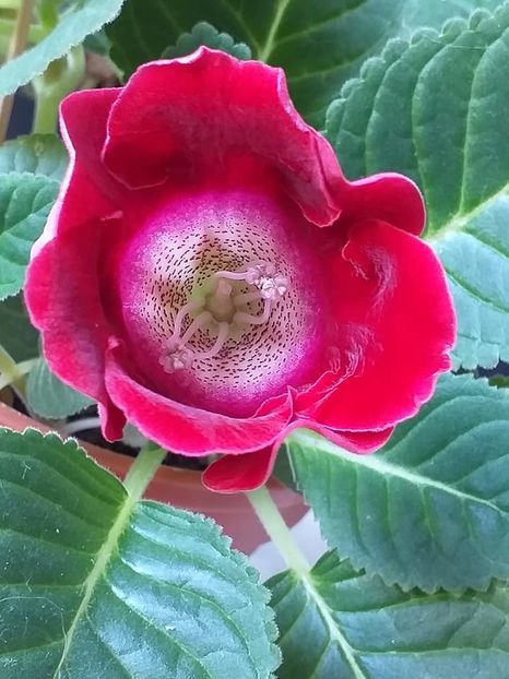  - Gloxinii 2019