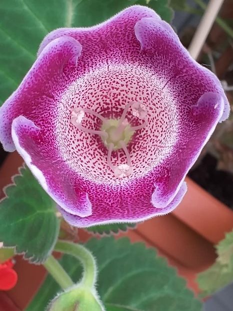  - Gloxinii 2019