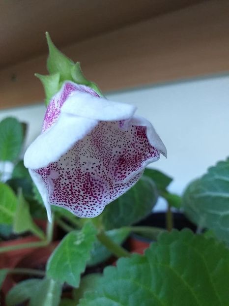  - Gloxinii 2019