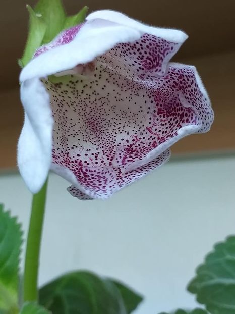 Movalinda x Glimer - Gloxinii 2019