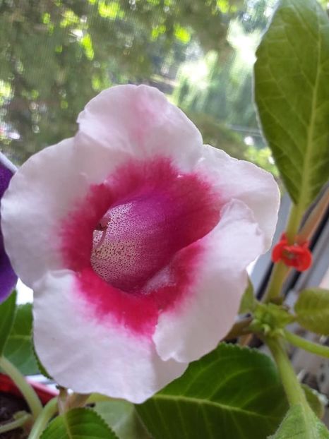 Slipper - Gloxinii 2019