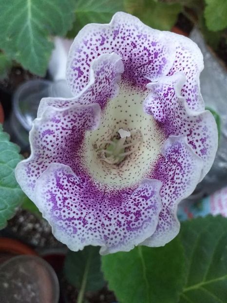 Dotted Blue - Gloxinii 2019