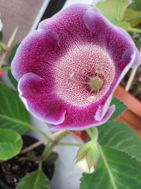 Tigrina Ciclam - Gloxinii 2019