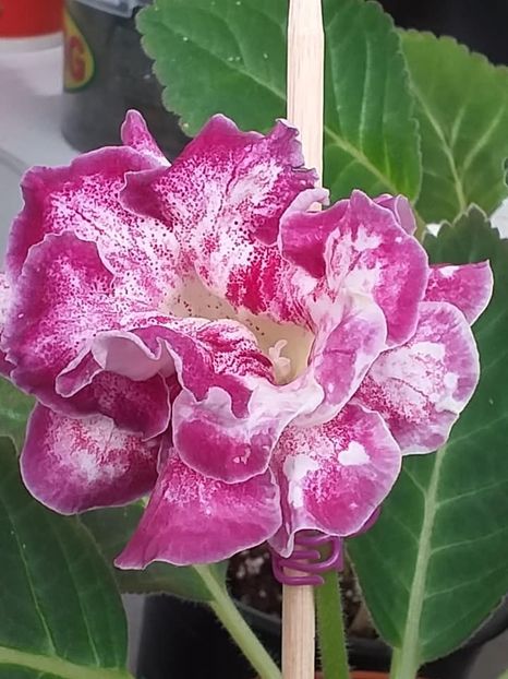 Larisa 13 (a) - Gloxinii 2019