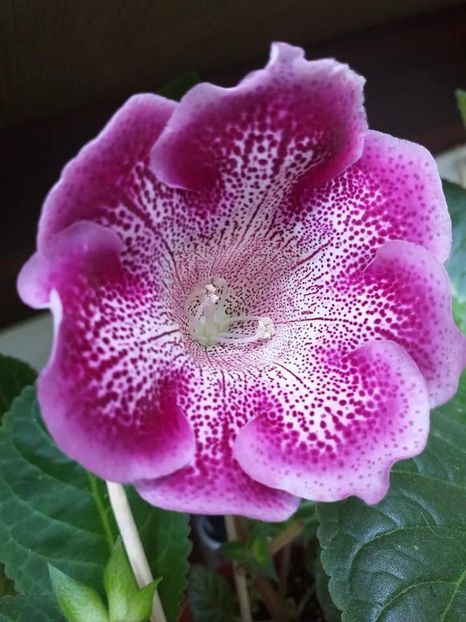 Larisa 69(3) - Gloxinii 2019