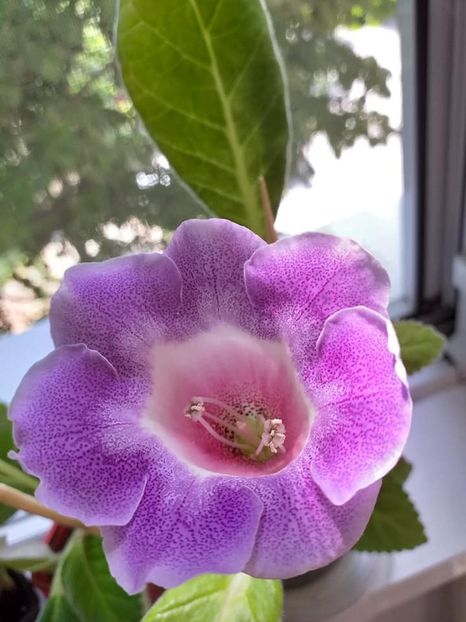 Violina 5 - Gloxinii 2019